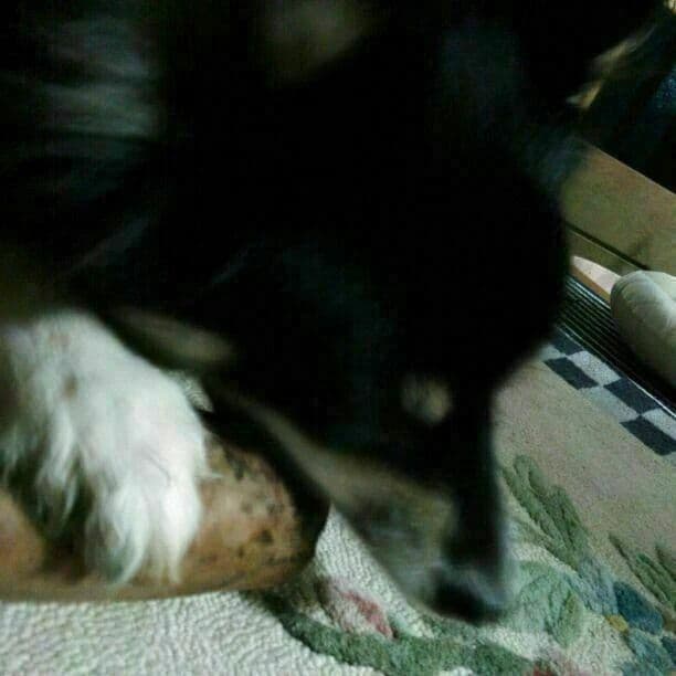ぬ.犬用おもちゃ、小型犬国産枝おもちゃ、歯固め、かじり木梨の木セット♬