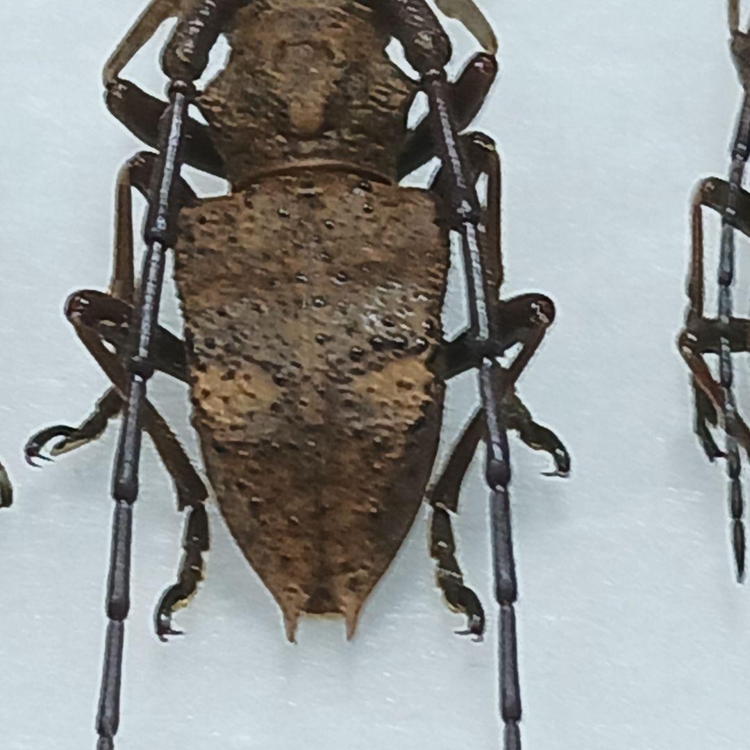 フジータニグチ　ハイブリッドポイント産　7♂7♀